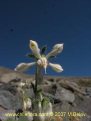 Bild von Loasa pallida (Ortiga caballuna blanca)