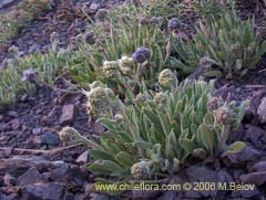 Image of Phacelia secunda (Flor de la cuncuna)