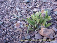 Image of Phacelia secunda (Flor de la cuncuna)