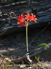 Imgen de Rhodophiala splendens (Aauca esplendorosa)