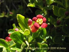 Image of Escallonia rubra (Siete camisas colorado/ipa/Yang- yang)