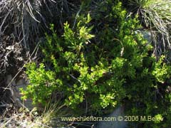 Image of Escallonia rubra (Siete camisas colorado/ipa/Yang- yang)