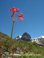 Bild von Rhodophiala splendens (Aauca esplendorosa)