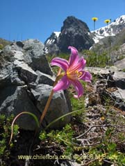 Bild von Rhodophiala rhodolirion (Aauca de cordillera)