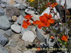 Bild von Mimulus cupreus (Berro rojo/Flor de cobre)