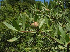 Bild von Colliguaja salicifolia (Colliguay/Colihuai)