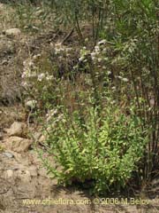 Image of Saponaria officinalis (Jabonera/Saponaria)