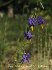 Bild von Conanthera bifolia (Pajarito del campo/Flor de la viuda)