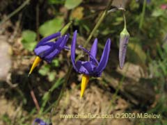 Bild von Conanthera bifolia (Pajarito del campo/Flor de la viuda)