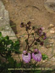 Bild von Calceolaria cana (Salsilla/Zarcilla)