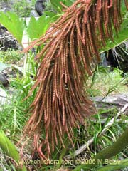 Image of Gunnera tinctoria (Nalca/Pangue)