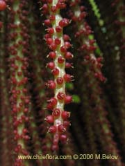 Image of Gunnera tinctoria (Nalca/Pangue)