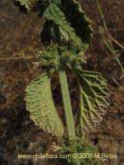 Bild von Marrubium vulgare (Toronjil cuyano)