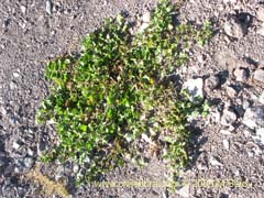 Image of Unidentified Plant #2366 ()
