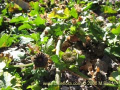 Image of Unidentified Plant #2366 ()