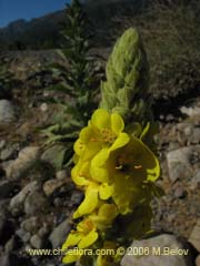 Bild von Verbascum thapsus (Hierba del Pao)