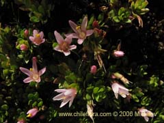 Image of Anagallis alternifolia (Pimpinela)