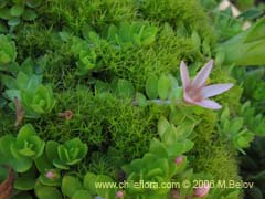 Image of Anagallis alternifolia (Pimpinela)