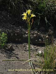 Imgen de Rhodophiala montana (Aauca de las montaas)