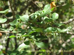 Bild von Azara integrifolia (Corcoln)