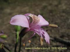 Bild von Alstroemeria revoluta (Alstroemeria)
