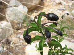 Image of Solanum ligustrinum (Natre/Natri/Tomatillo)
