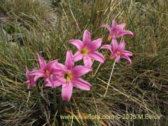 Image of Rhodophiala rhodolirion (Aauca de cordillera)