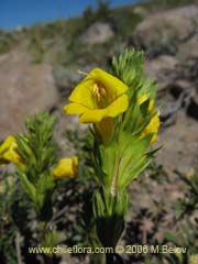 Bild von Euphrasia andicola (Eufrasia amarilla)