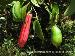 Image of Lapageria rosea (Copihue)