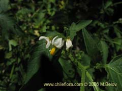 Image of Solanum nigrum (Hierba negra/Tomatillo)