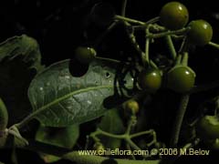 Image of Solanum gayanum ()