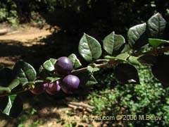 Image of Rhaphithamnus spinosus (Arrayn macho/Espino blanco/Huayn)