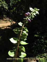 Image of Rhaphithamnus spinosus (Arrayn macho/Espino blanco/Huayn)