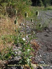 Bild von Dipsacus sativus (Carda/Cardilla)