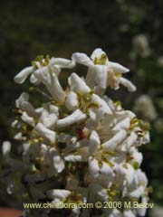 Image of Escallonia revoluta (Lun)