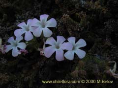 Bild von Ourisia microphylla (Flor de las rocas)