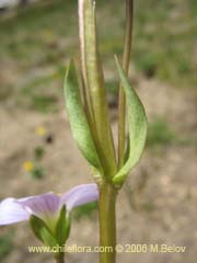Image of Gentianella magellanica ()