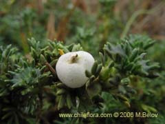 Bild von Margyricarpus pinnatus (Hierba de la perlilla)