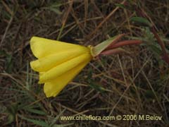Bild von Oenothera sp. #1553 ()
