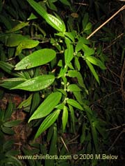 Bild von Pilea elegans (Coyanlahun/Mellahuvilu)