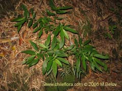 Bild von Pilea elegans (Coyanlahun/Mellahuvilu)