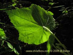 Bild von Corynabutilon vitifolium (Huella)