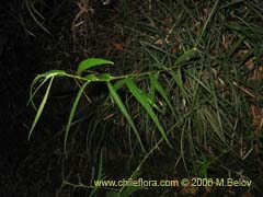 Image of Unidentified Plant #2365 ()