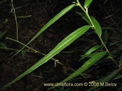 Image of Unidentified Plant #2365 ()