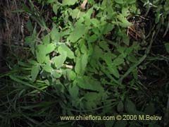 Image of Unidentified Plant #2367 ()