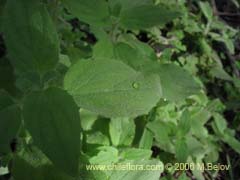 Image of Unidentified Plant #2367 ()