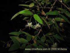 Image of Myrceugenia pinifolia ()