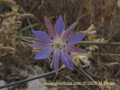 Image of Malesherbia linearifolia (Estrella azl de cordillera)