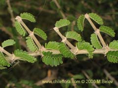 Bild von Porlieria chilensis (Guayacn/Palo santo)