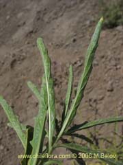 Image of Malesherbia linearifolia (Estrella azl de cordillera)
